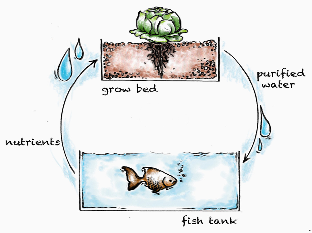 how aquaponic works Funktionsweise Aquaponik